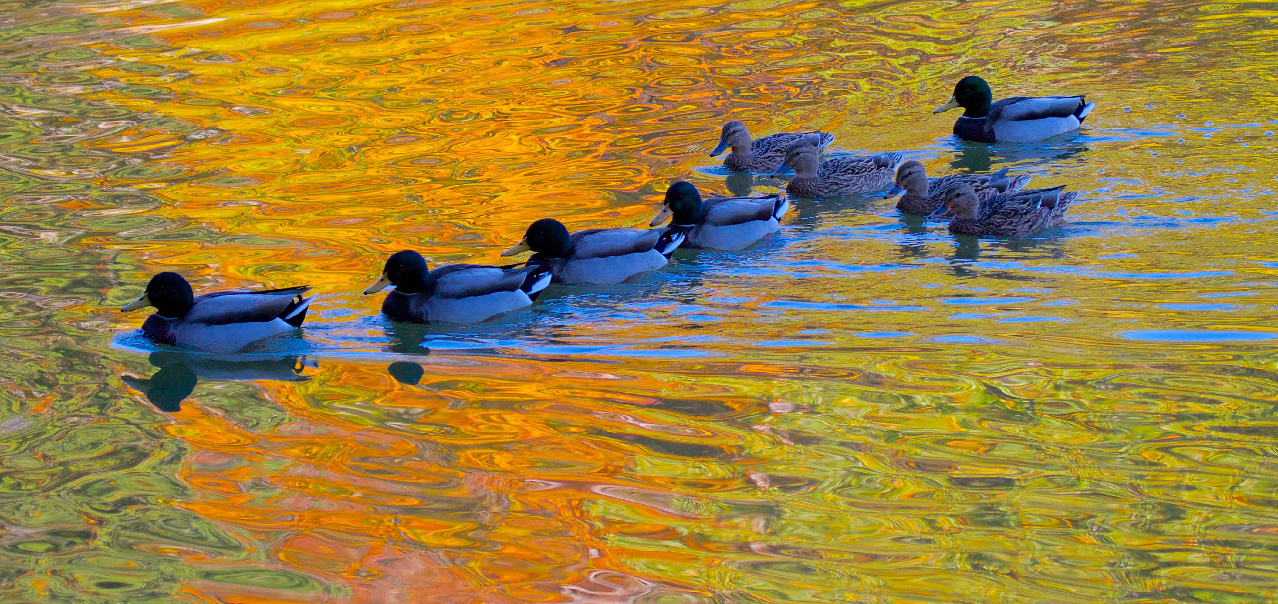 Mallards at Dunbar Cave